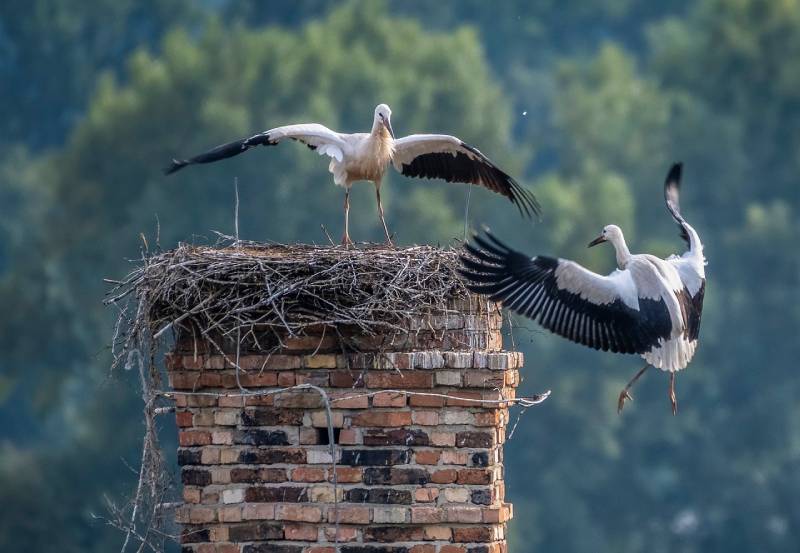 Professional Chimney Animal Removal Services in Westchester, Florida
