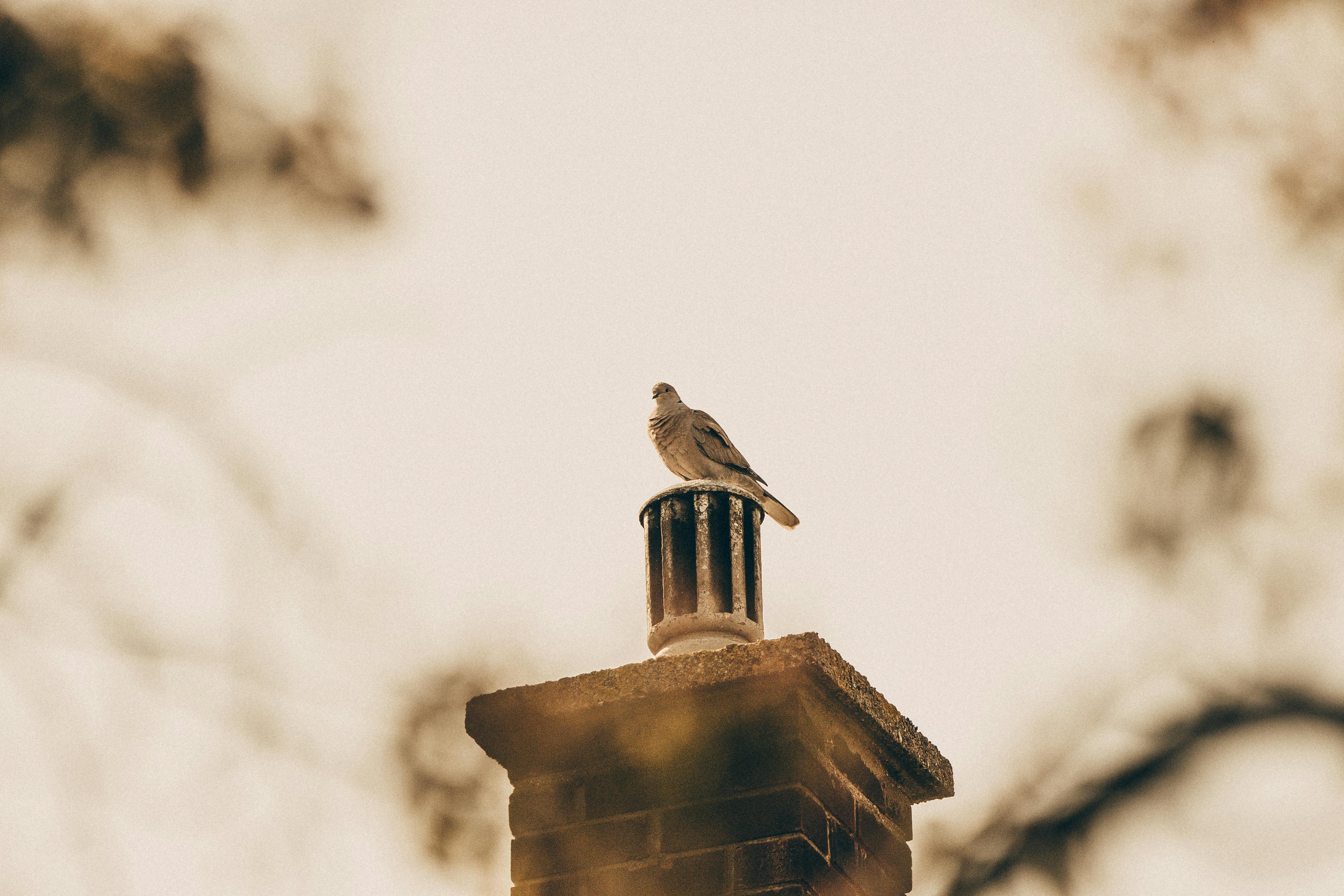 Professional Chimney Cap and Damper In Westchester Florida